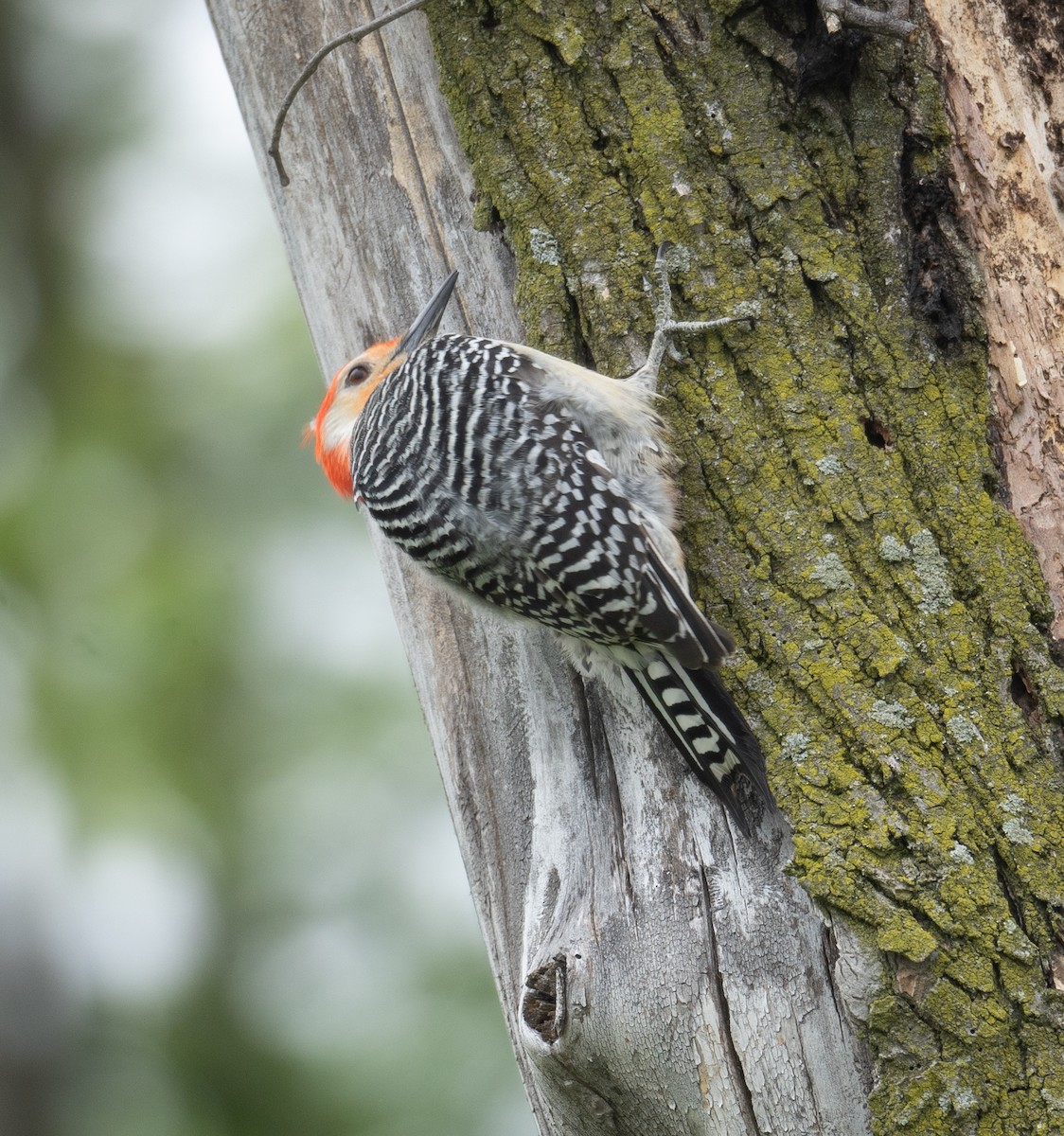 Red-bellied Woodpecker - ML618037533