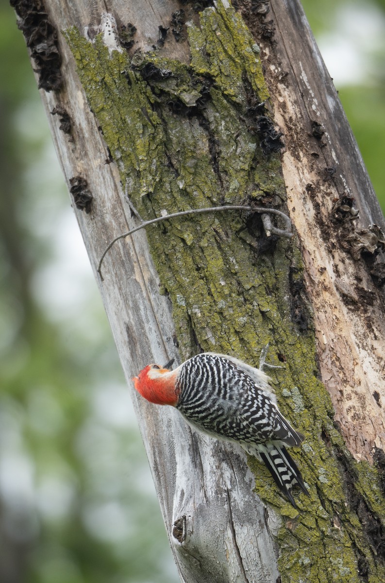 Red-bellied Woodpecker - ML618037534