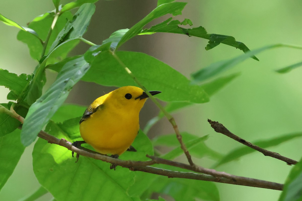 Prothonotary Warbler - ML618037543