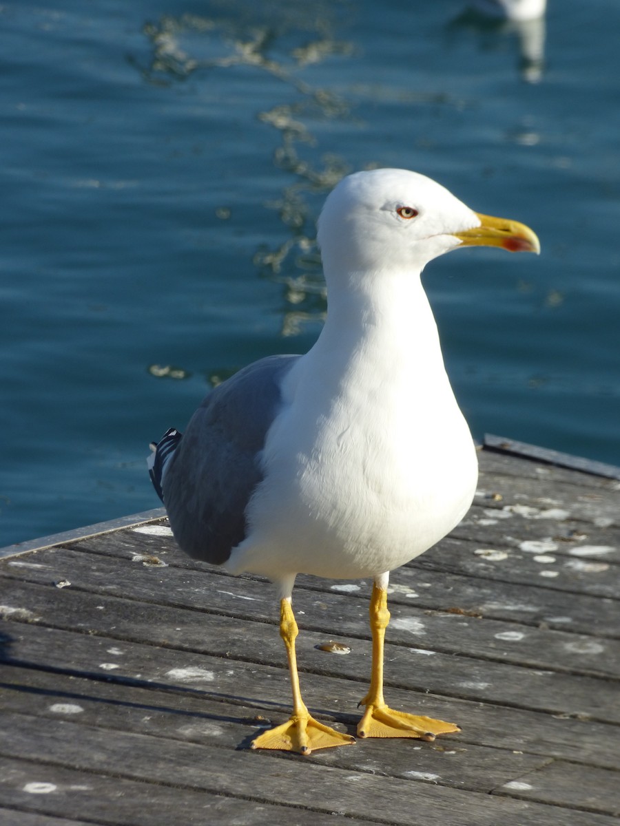 Yellow-legged Gull - Adrián Pina Hidalgo