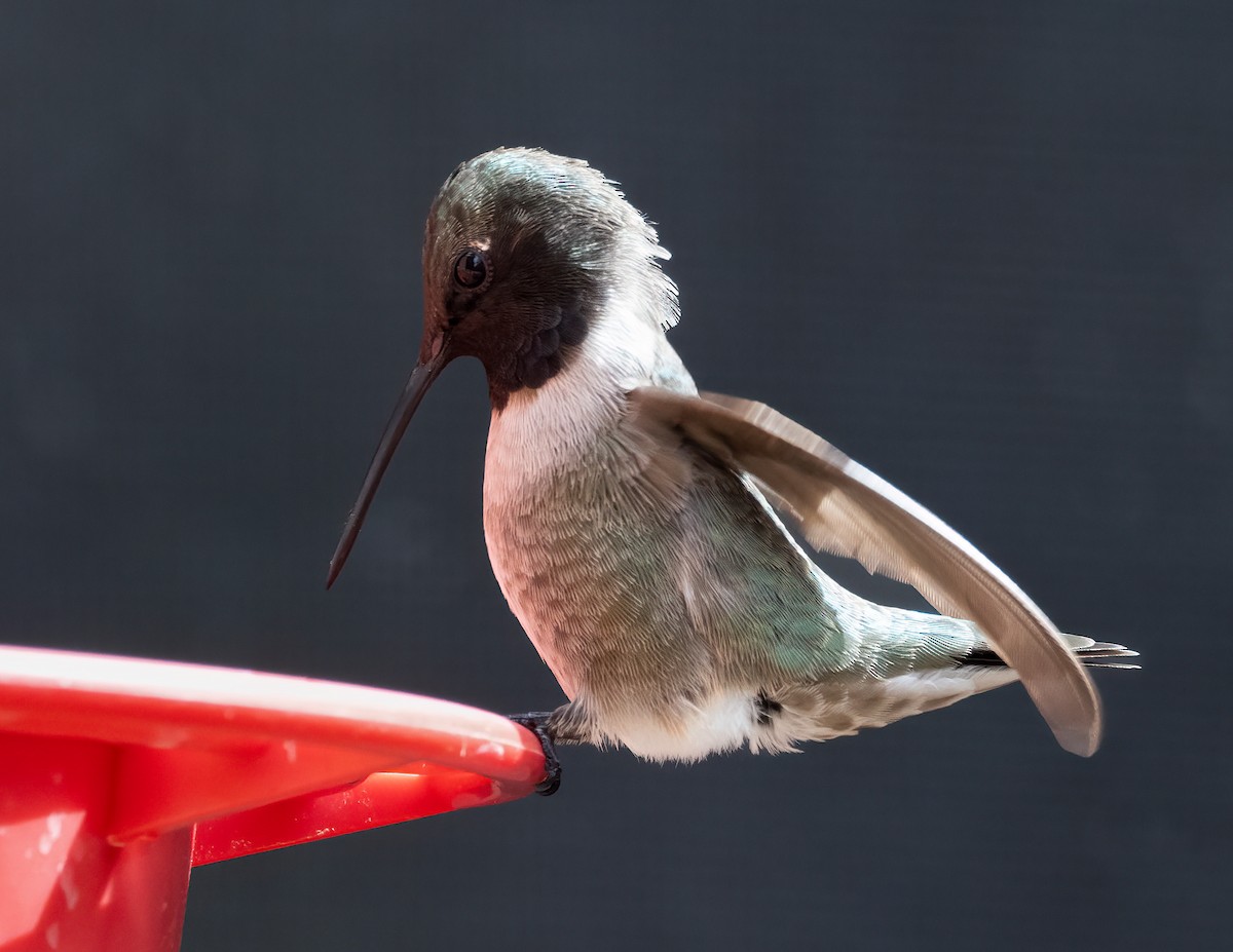 Black-chinned Hummingbird - ML618037578