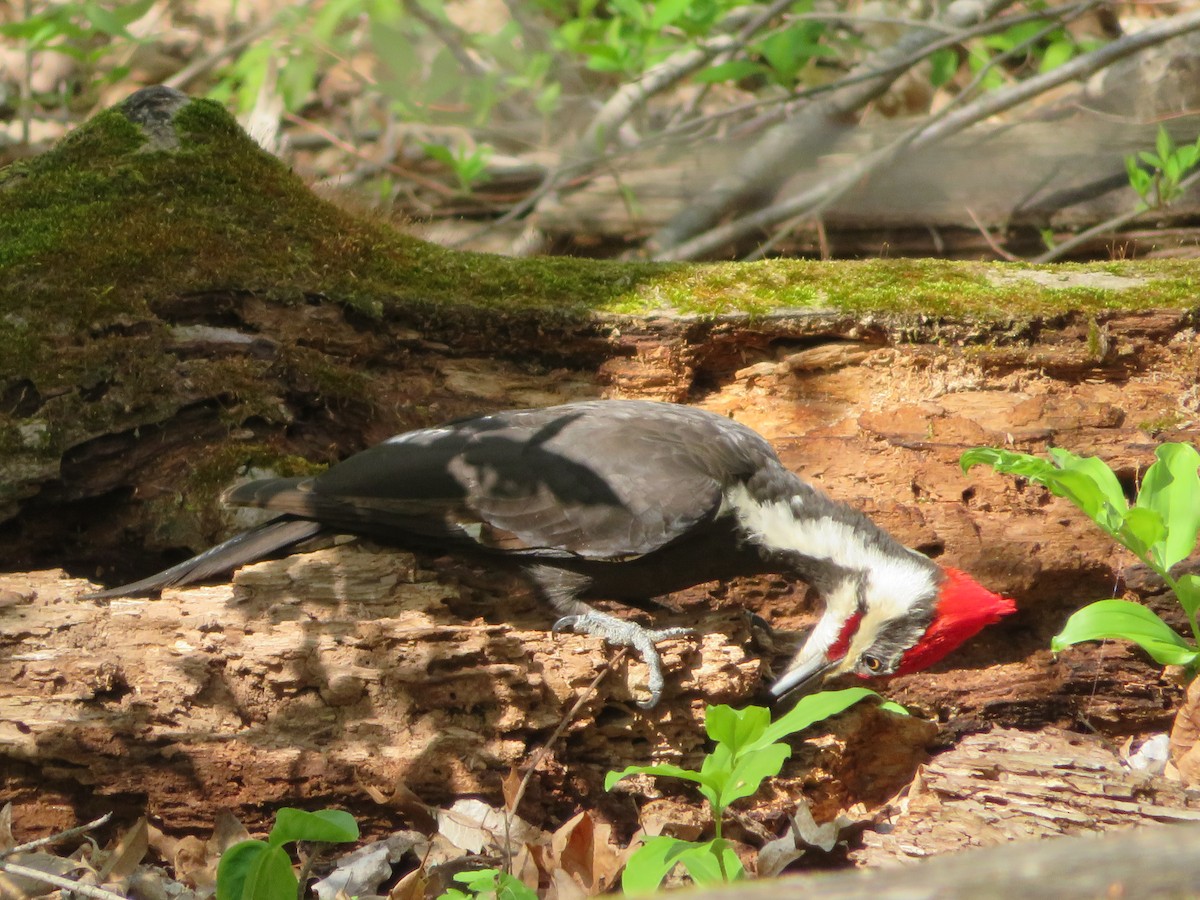 Pileated Woodpecker - ML618037696
