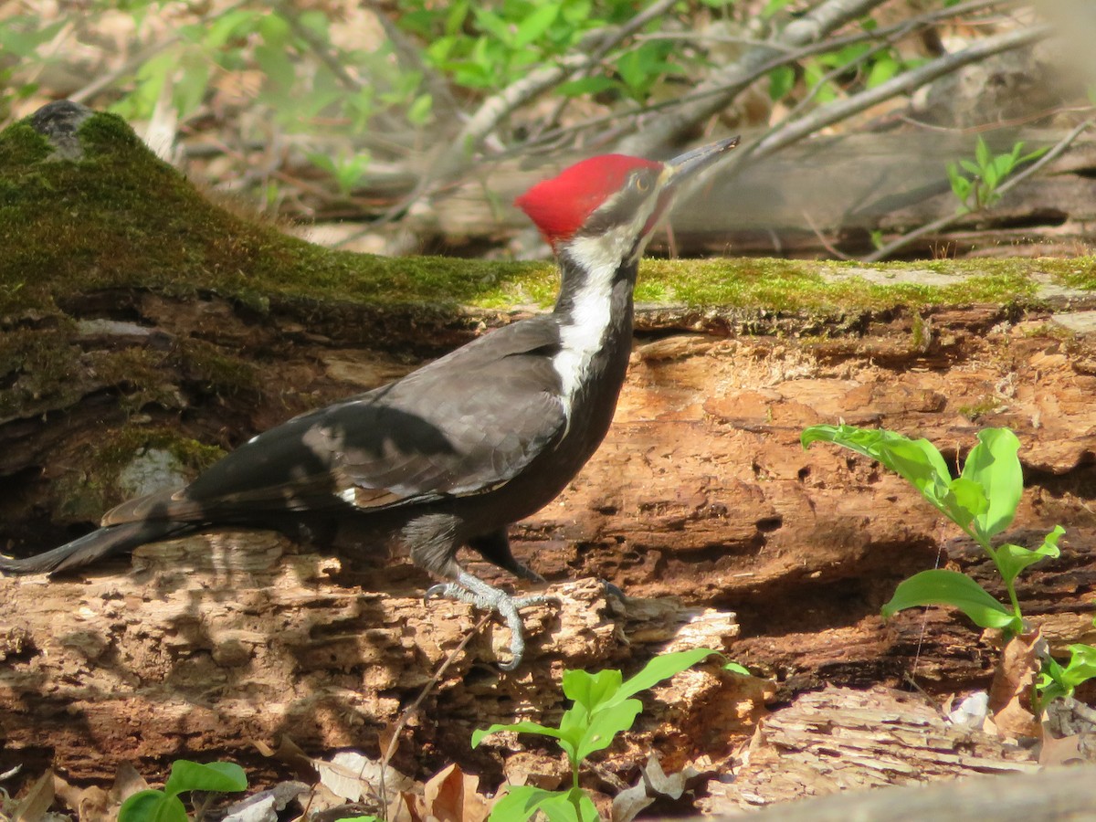 Pileated Woodpecker - Anna Wittmer