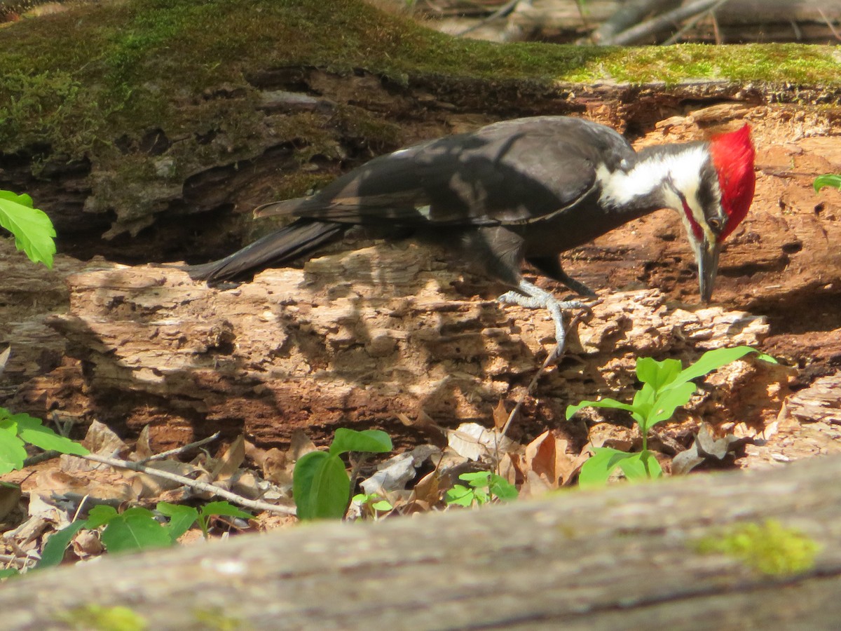 Pileated Woodpecker - ML618037698