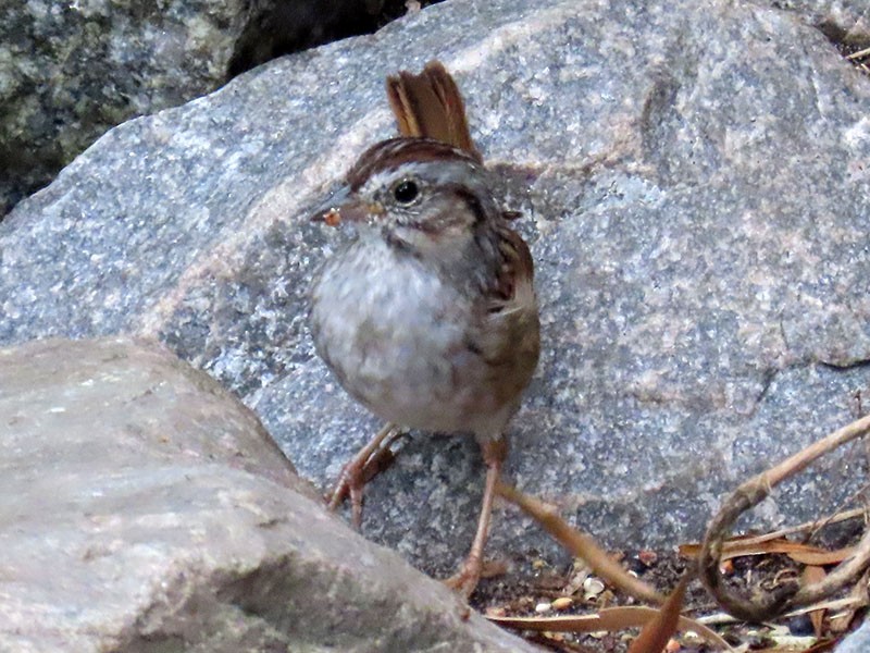 Swamp Sparrow - ML618037701