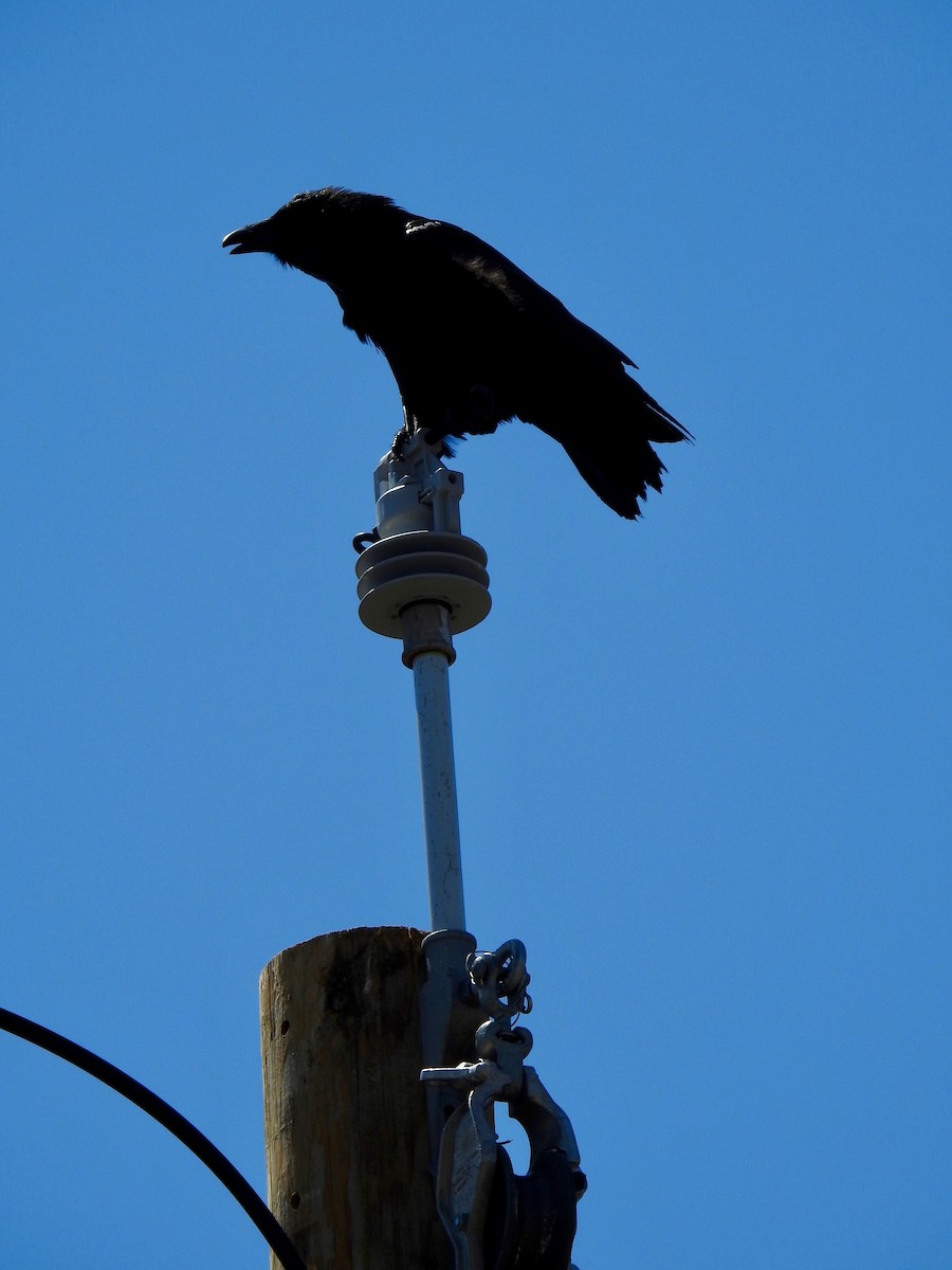 Common Raven - Dede Kotler