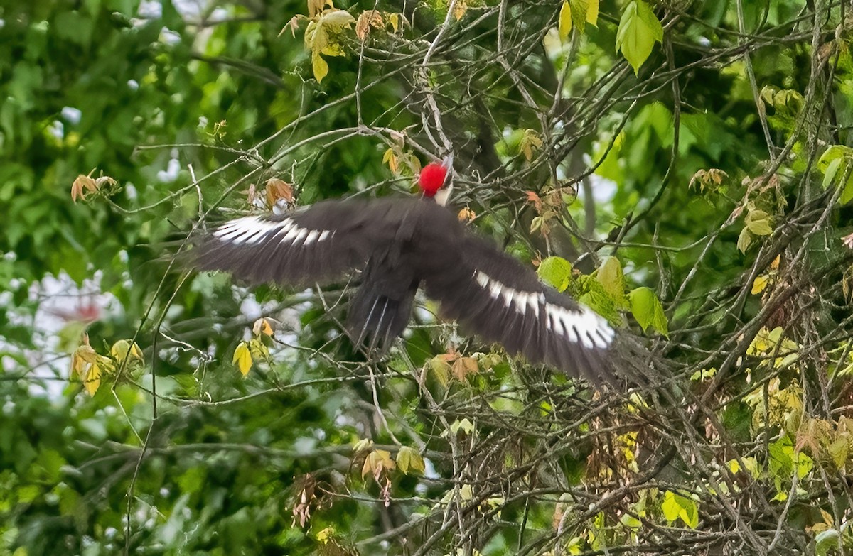 Pileated Woodpecker - ML618037727