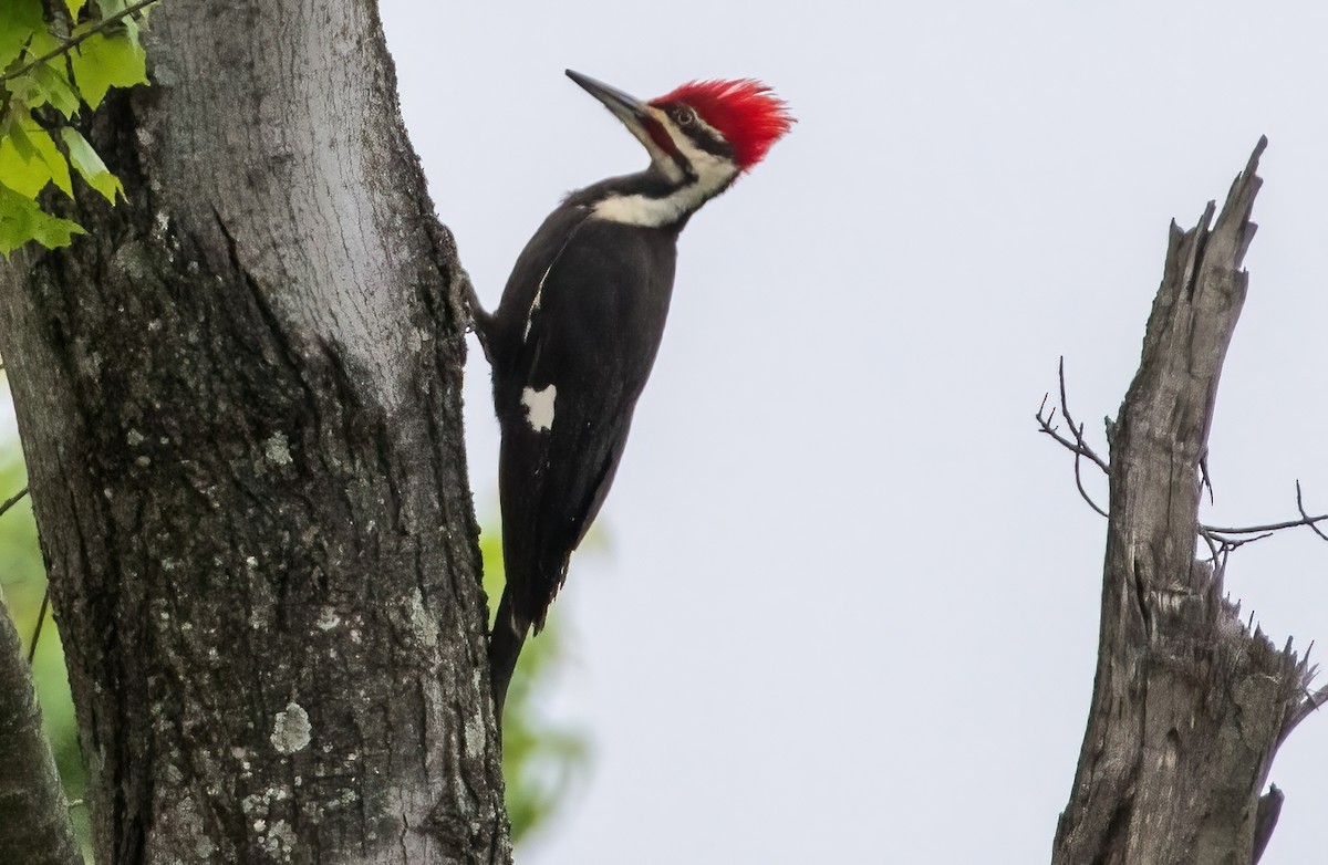 Pileated Woodpecker - ML618037728