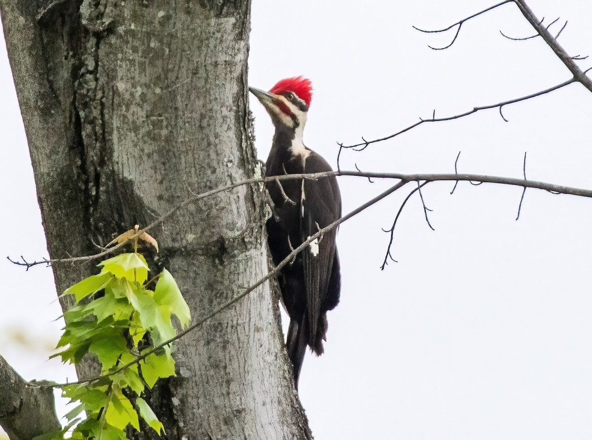 Pileated Woodpecker - Gregg Petersen