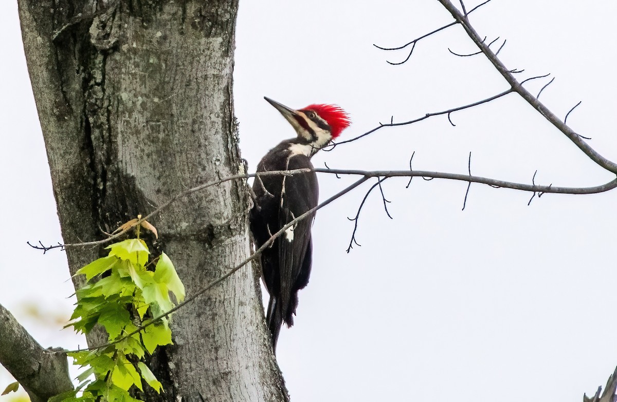 Pileated Woodpecker - ML618037730