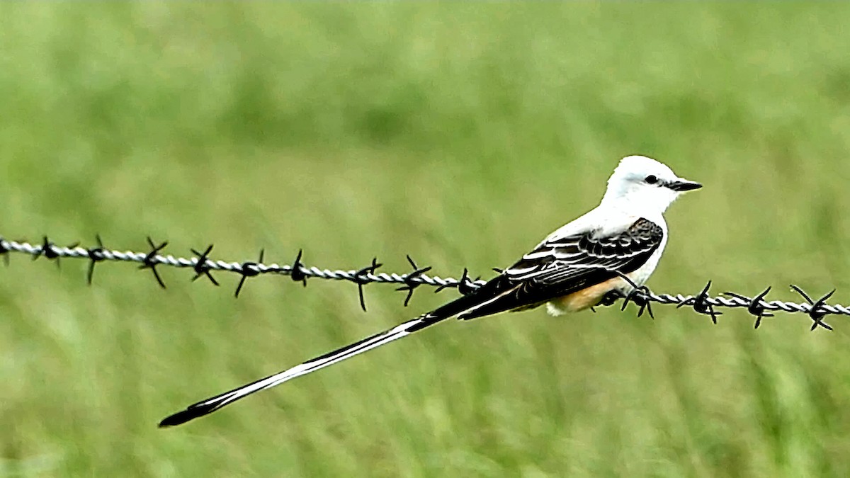 Scissor-tailed Flycatcher - Robert Langston