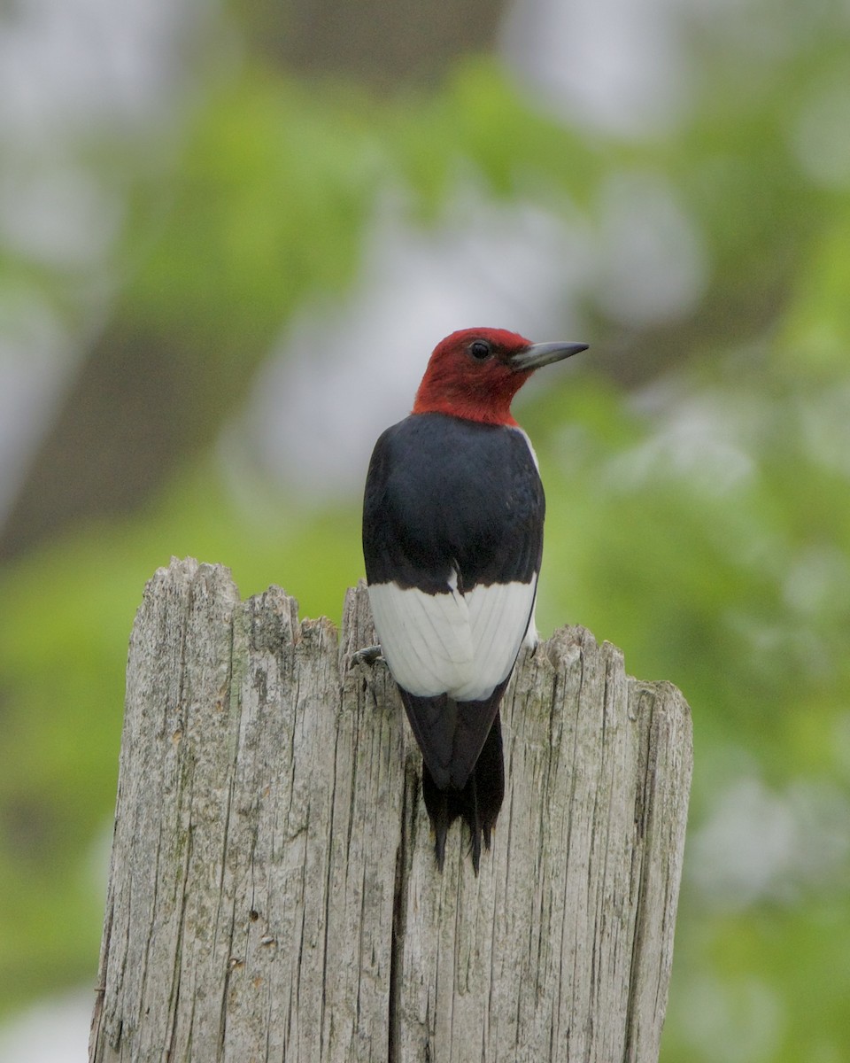 Red-headed Woodpecker - ML618037786