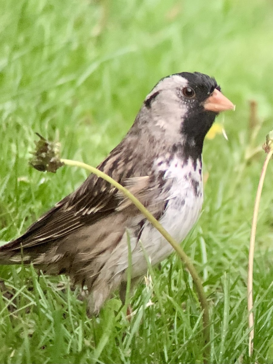 Harris's Sparrow - Anonymous