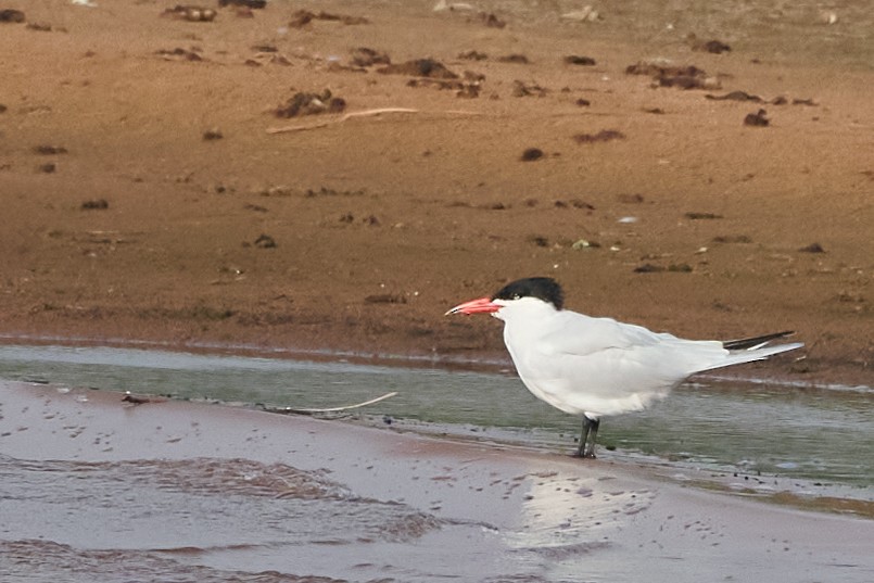 Caspian Tern - Chase Moxley