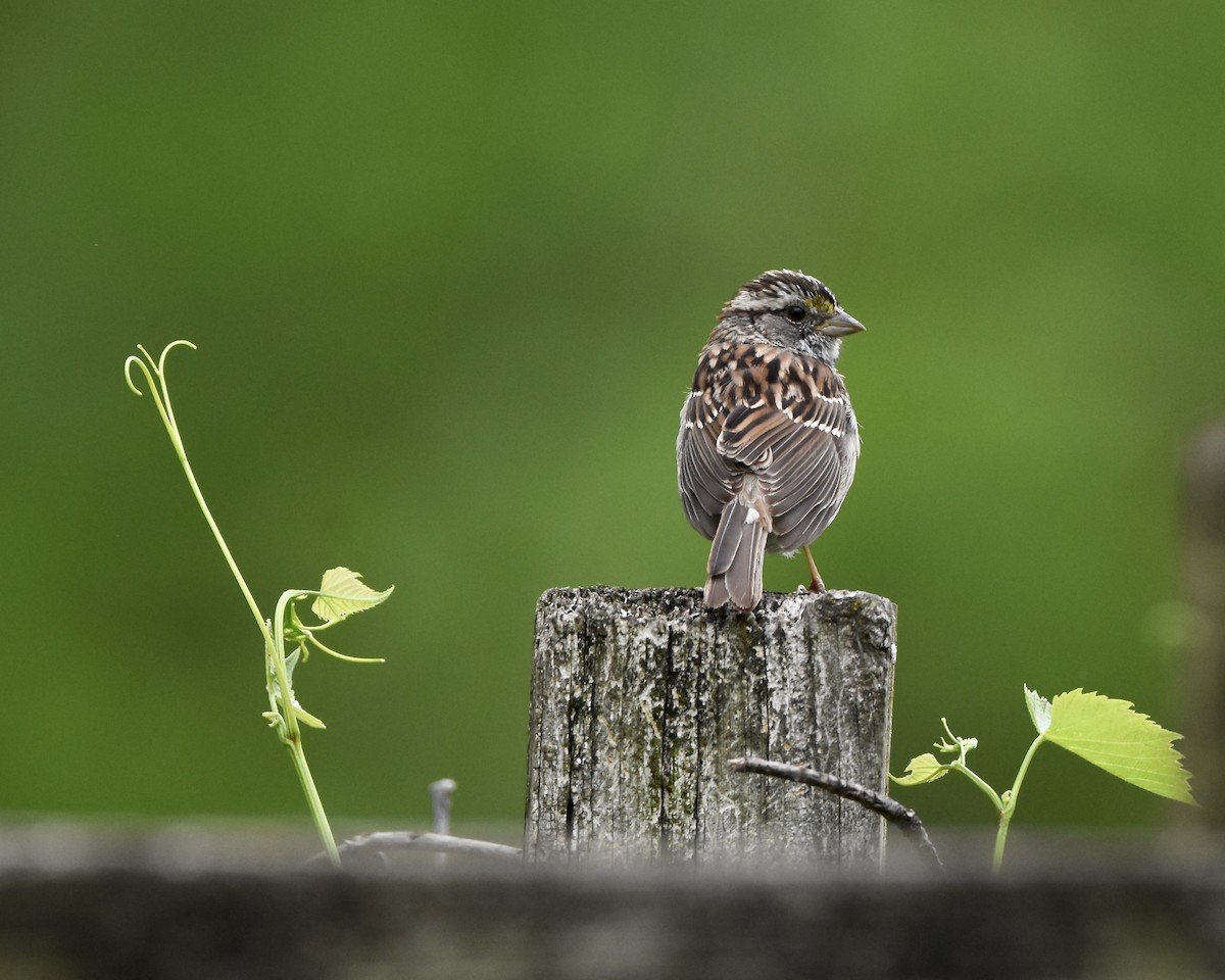 White-throated Sparrow - Julie Doerr