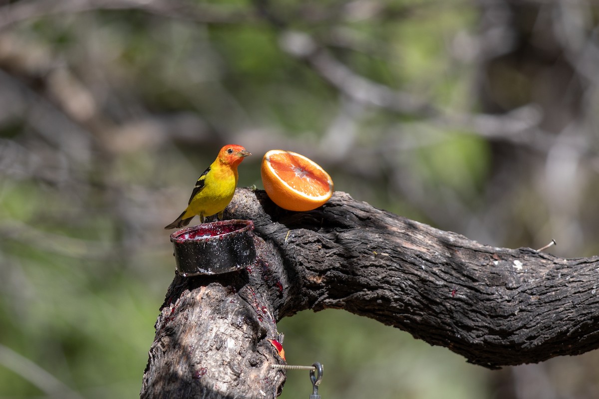 Western Tanager - ML618037855
