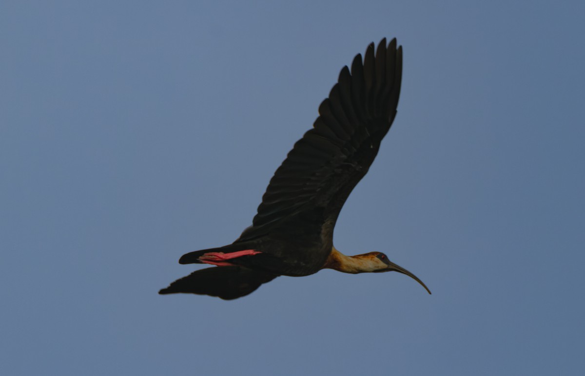 ibis bělokřídlý - ML618037885