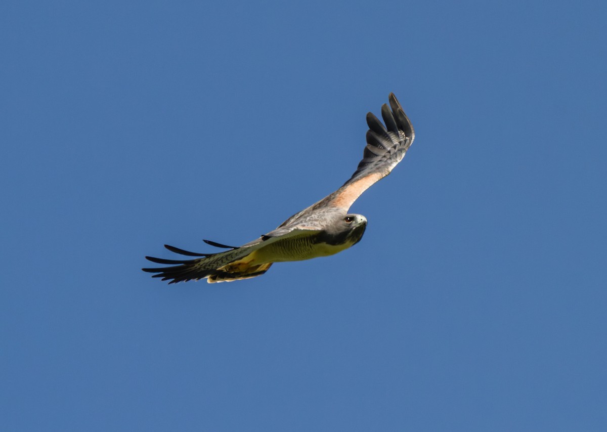 White-tailed Hawk - ML618037908