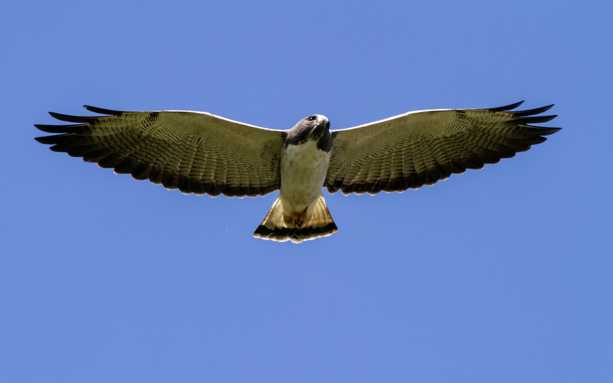 White-tailed Hawk - Gabriel Pereira