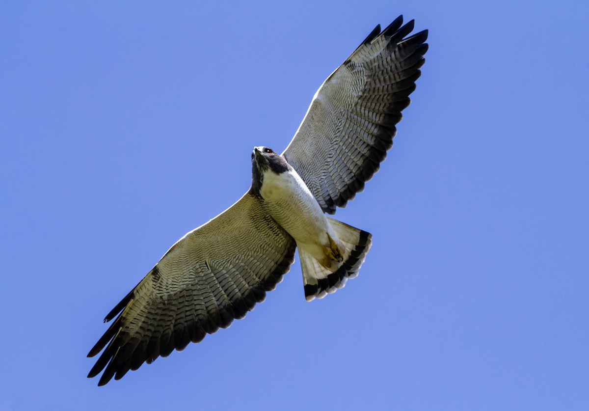 White-tailed Hawk - Gabriel Pereira