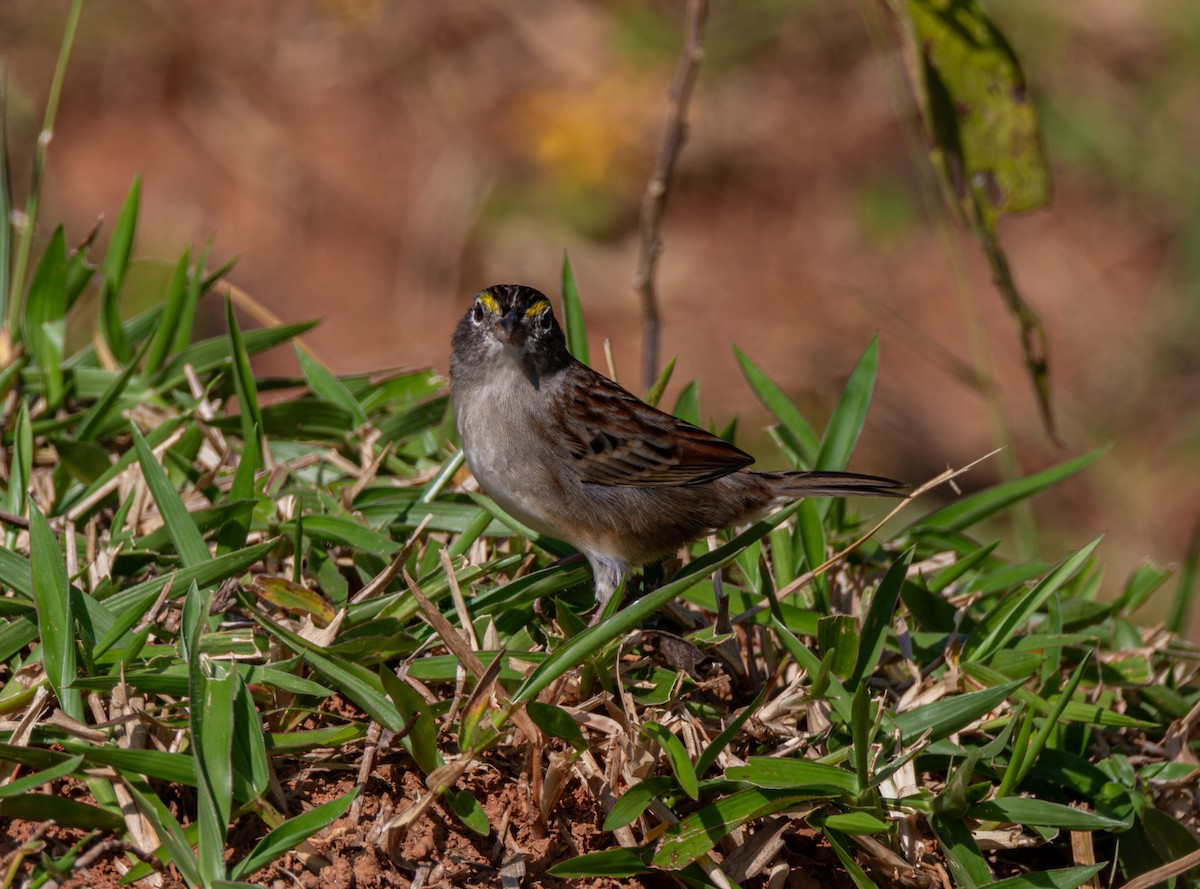 Grassland Sparrow - Gabriel Pereira