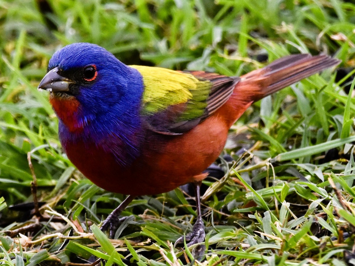 Painted Bunting - ML618037959