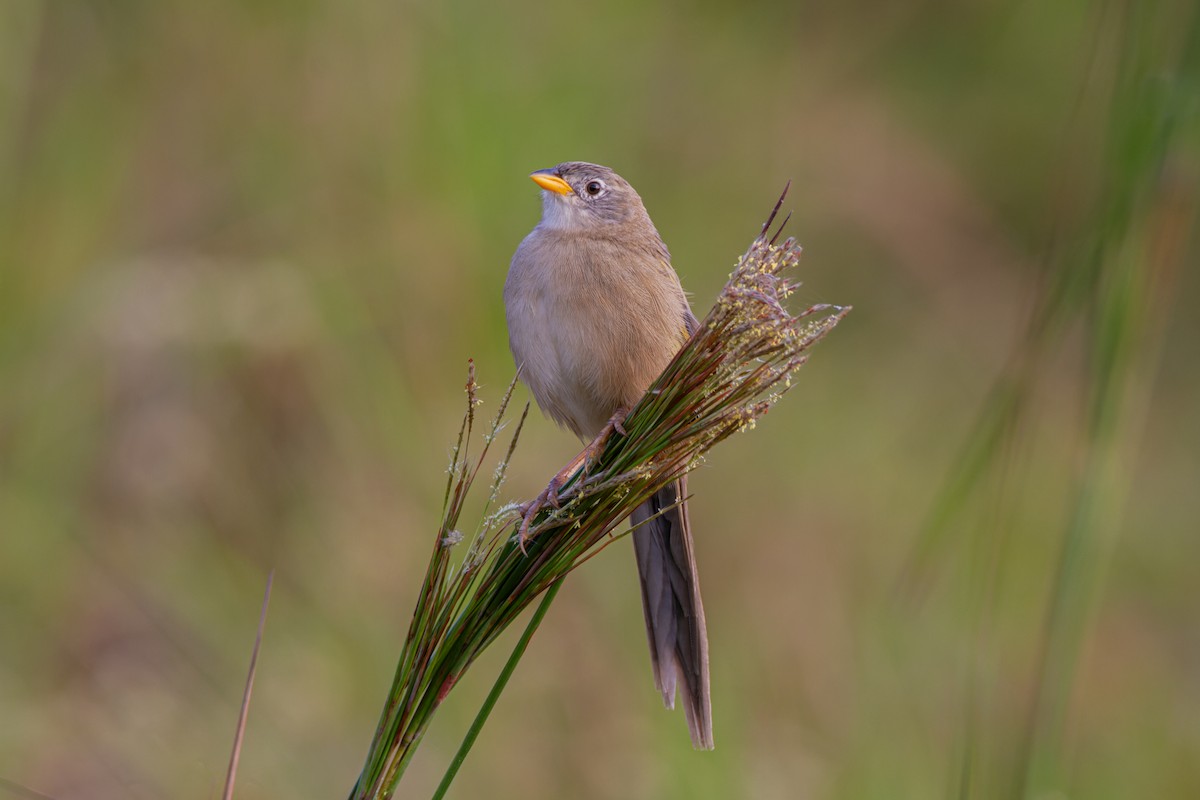 Wedge-tailed Grass-Finch - Gabriel Pereira