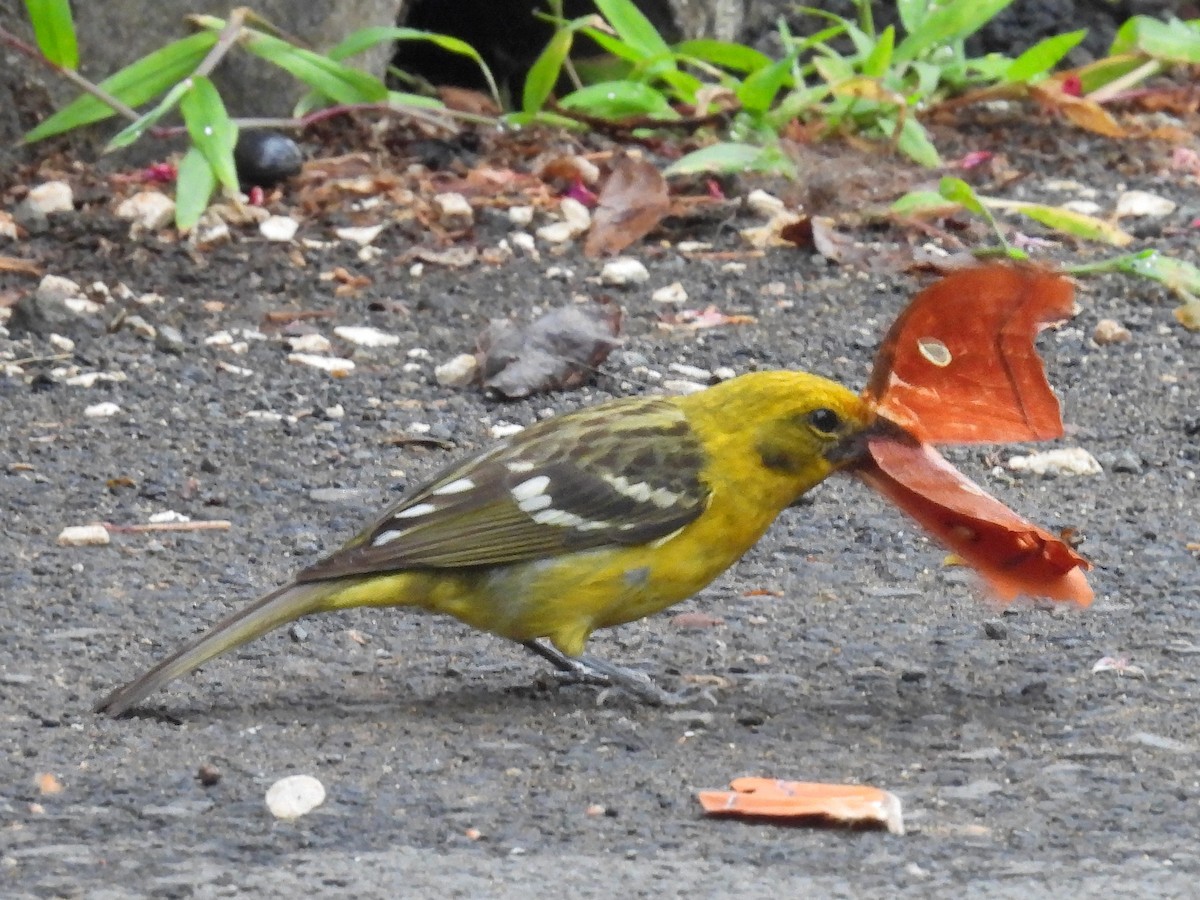 Flame-colored Tanager - Urs Geiser