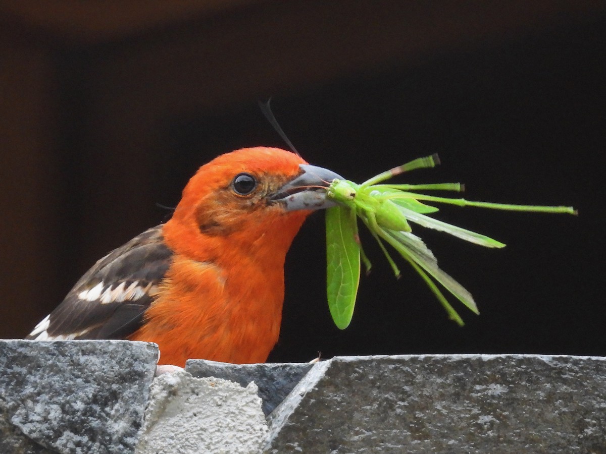 Flame-colored Tanager - Urs Geiser