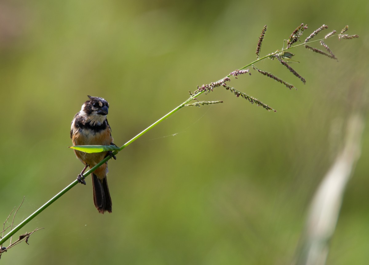 Rusty-collared Seedeater - ML618037985