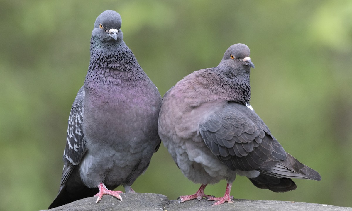 Rock Pigeon (Feral Pigeon) - Ben Loehnen