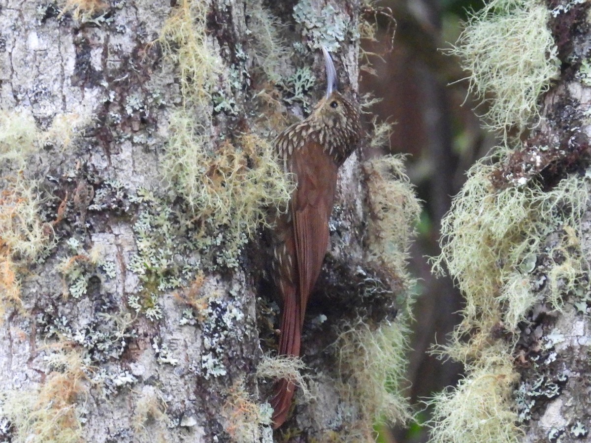 Spot-crowned Woodcreeper - ML618038003