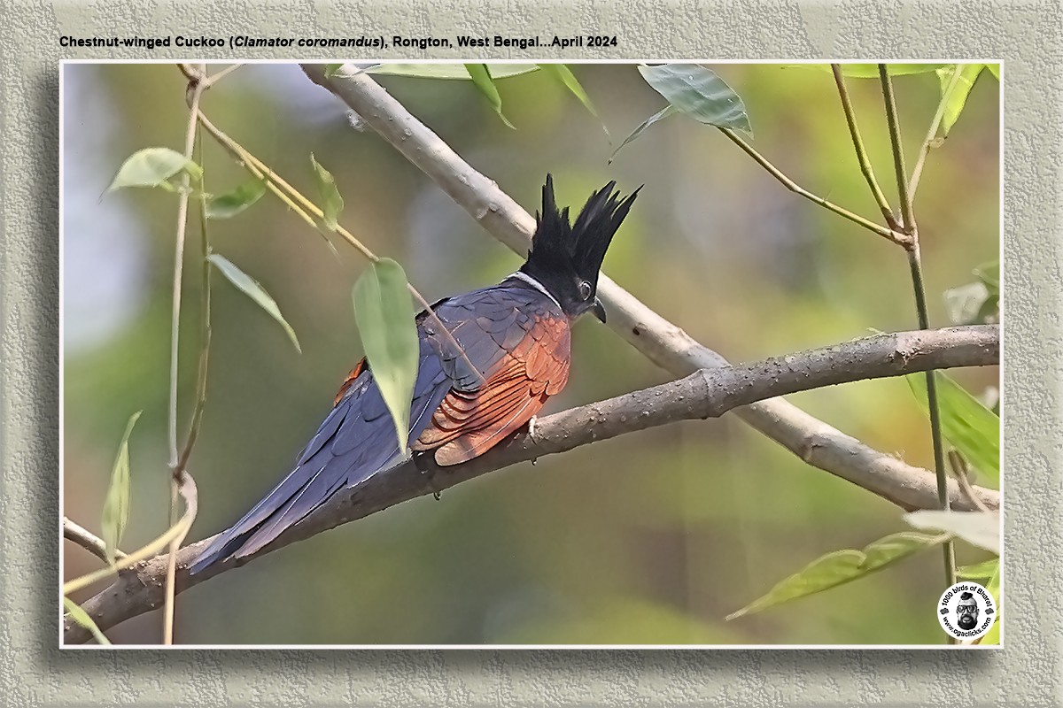 Chestnut-winged Cuckoo - Saravanan Janakarajan