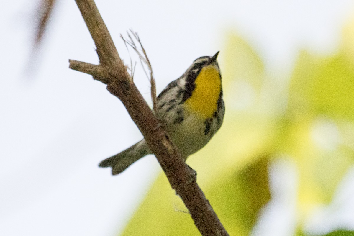 Yellow-throated Warbler - ML618038016