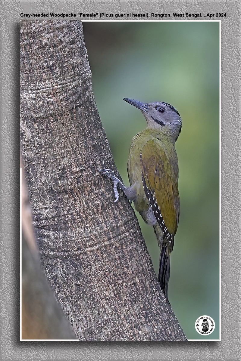 Gray-headed Woodpecker - Saravanan Janakarajan