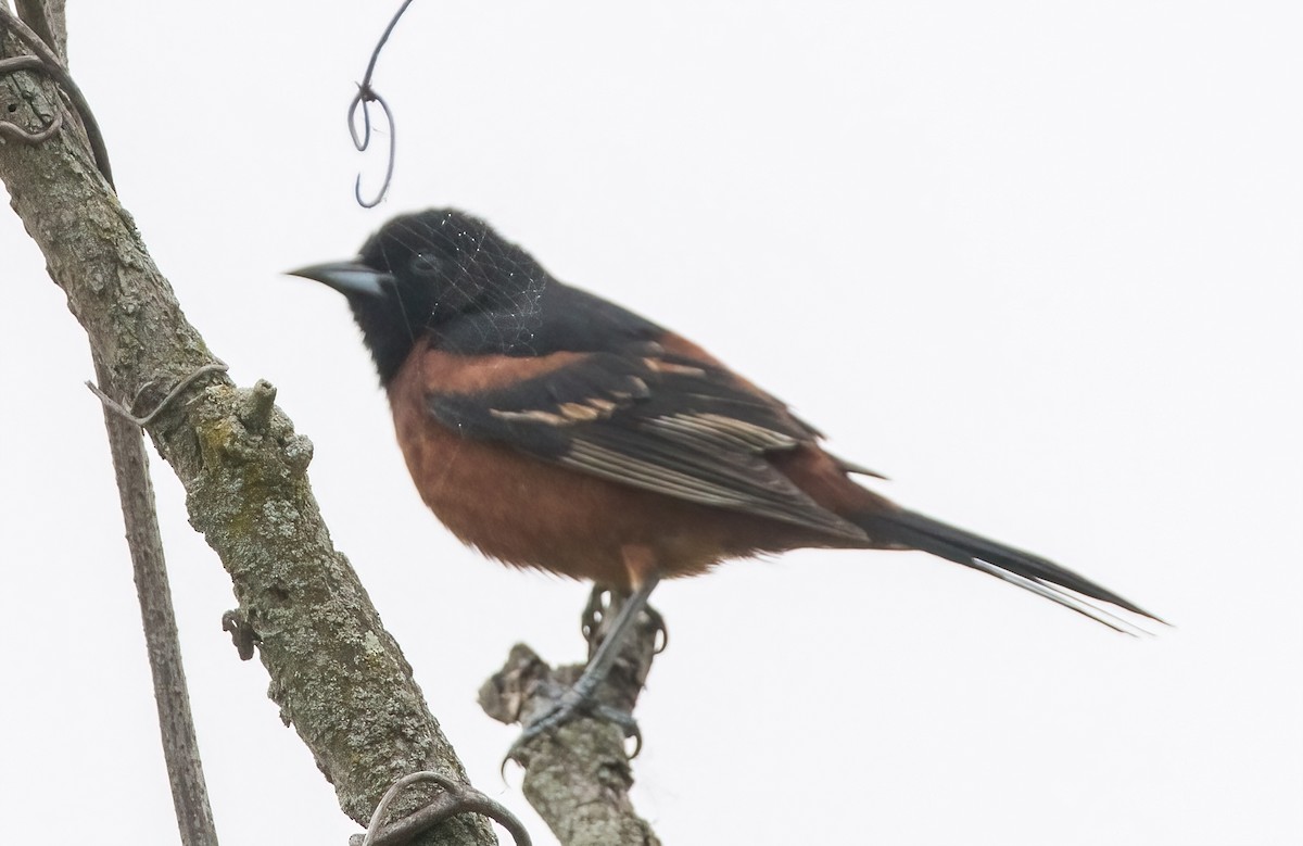 Orchard Oriole - ML618038022