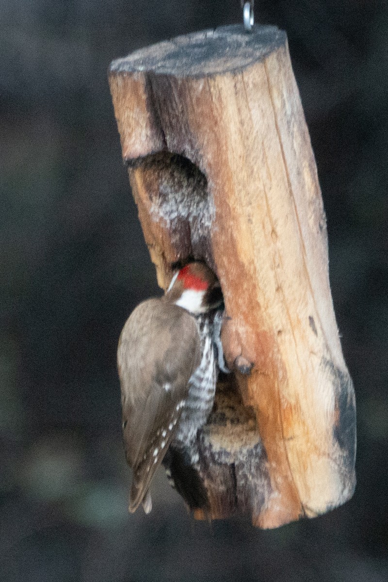 Arizona Woodpecker - ML618038084