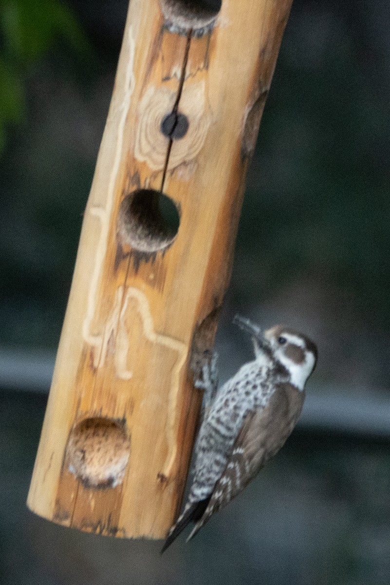 Arizona Woodpecker - ML618038085