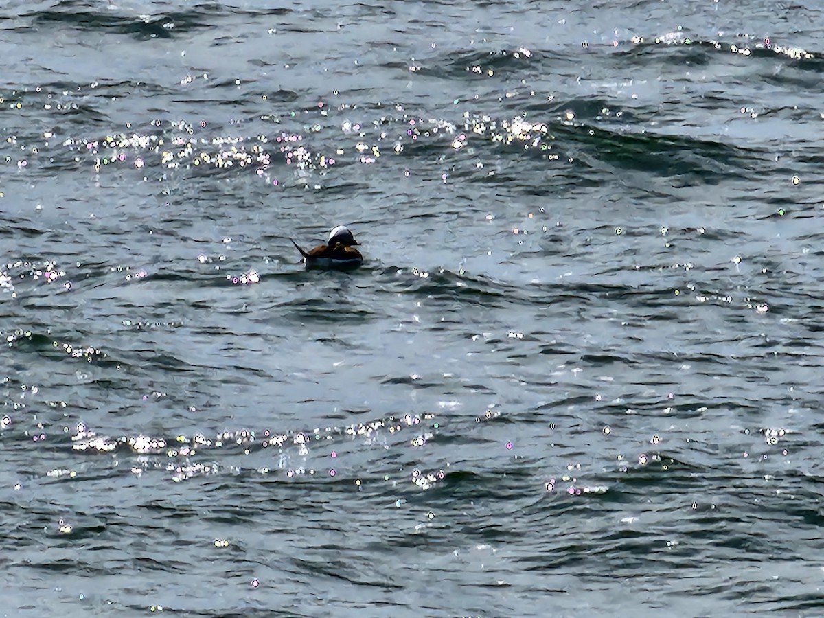 Long-tailed Duck - ML618038088