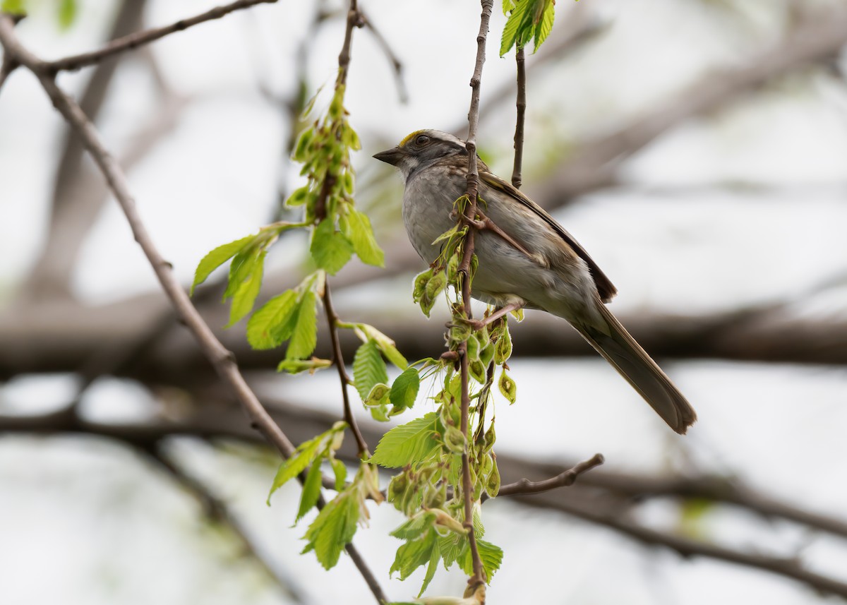 White-throated Sparrow - Edward Jay Rehm