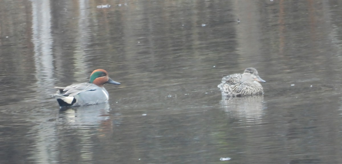 Green-winged Teal - ML618038145
