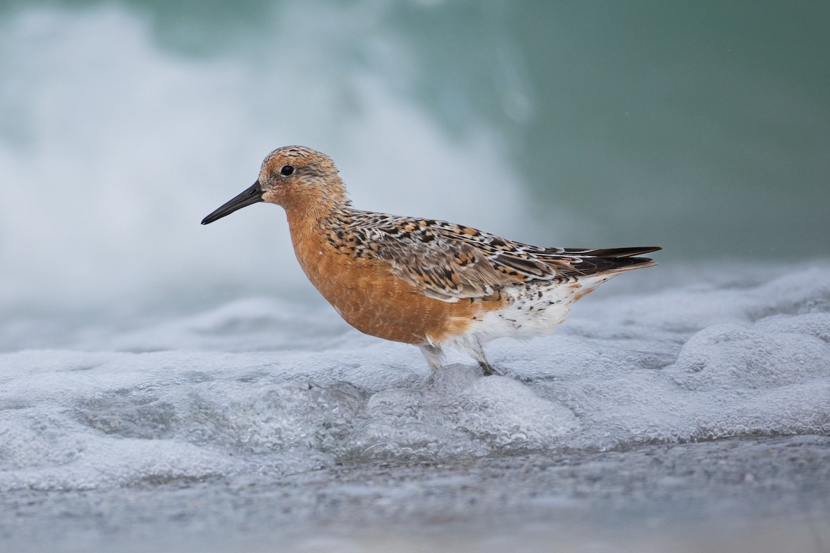 Red Knot - ML618038154