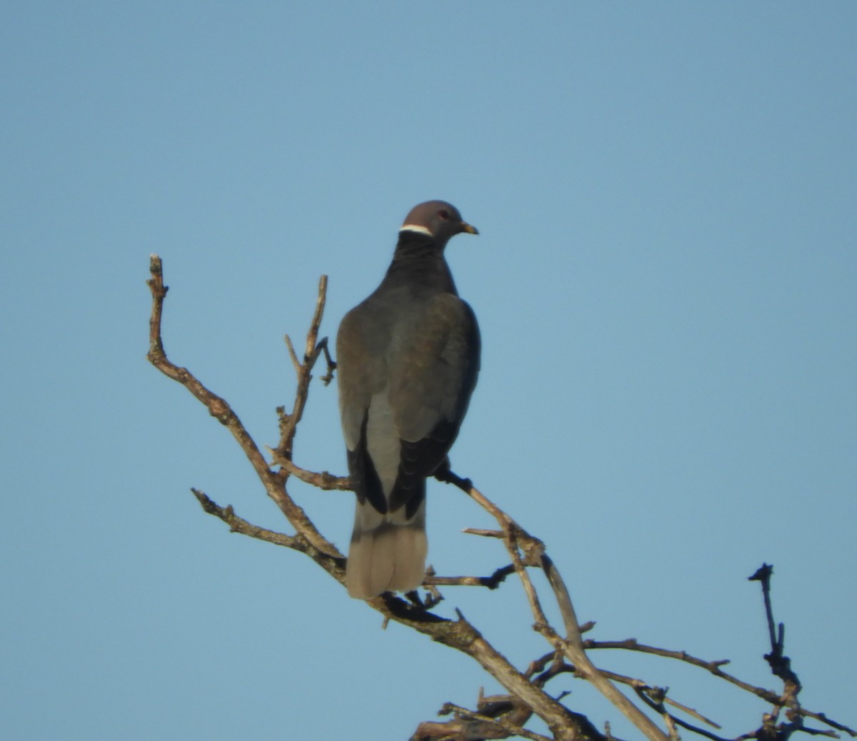 Band-tailed Pigeon - ML618038157