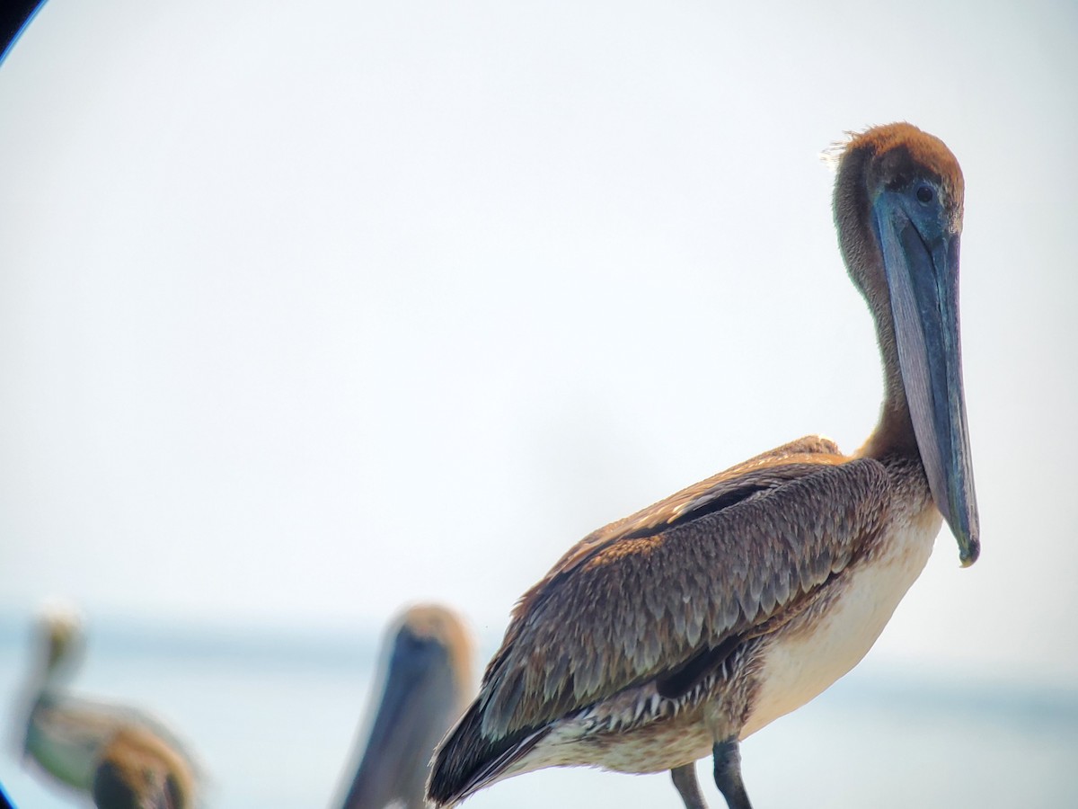 Brown Pelican (Atlantic) - Luanne Johnson