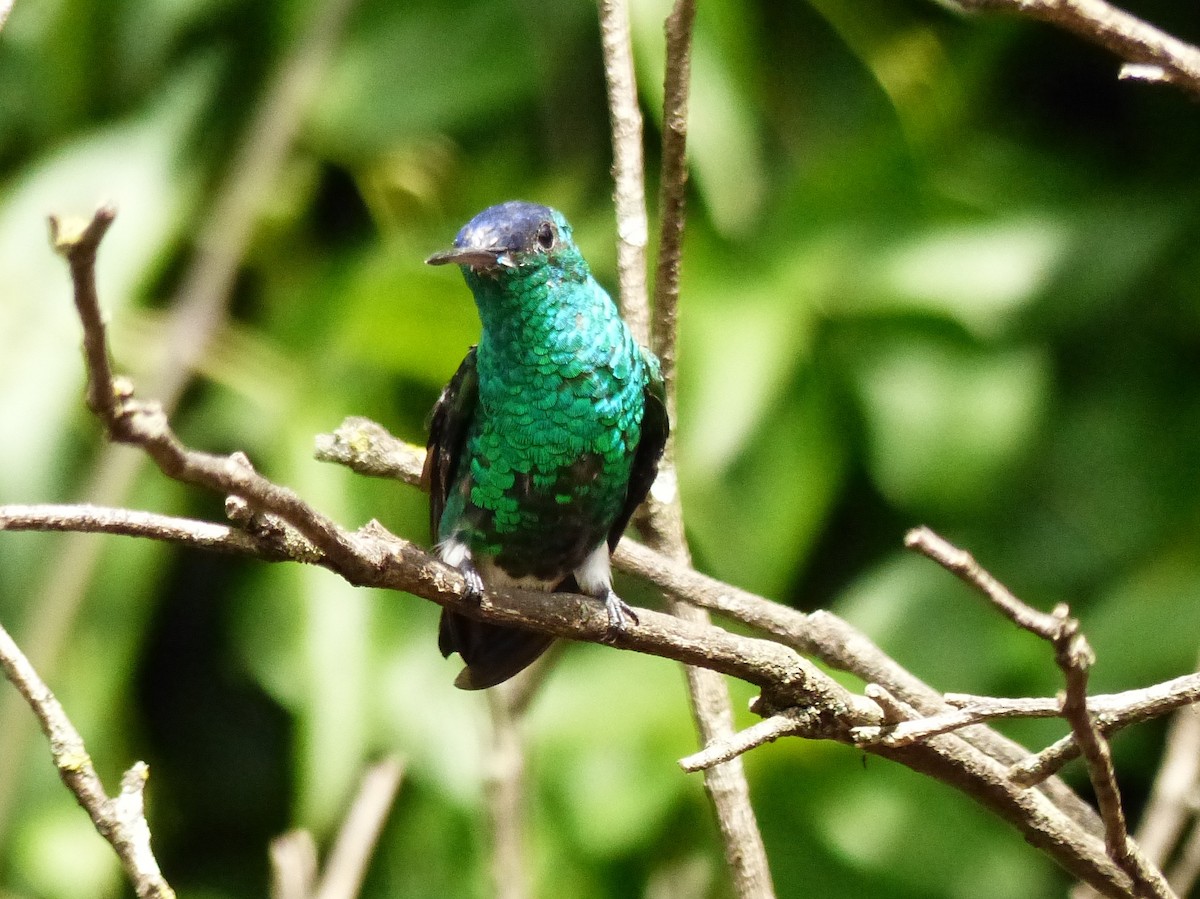 kolibřík indigovohlavý - ML618038181