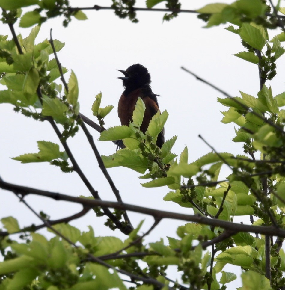Orchard Oriole - ML618038234