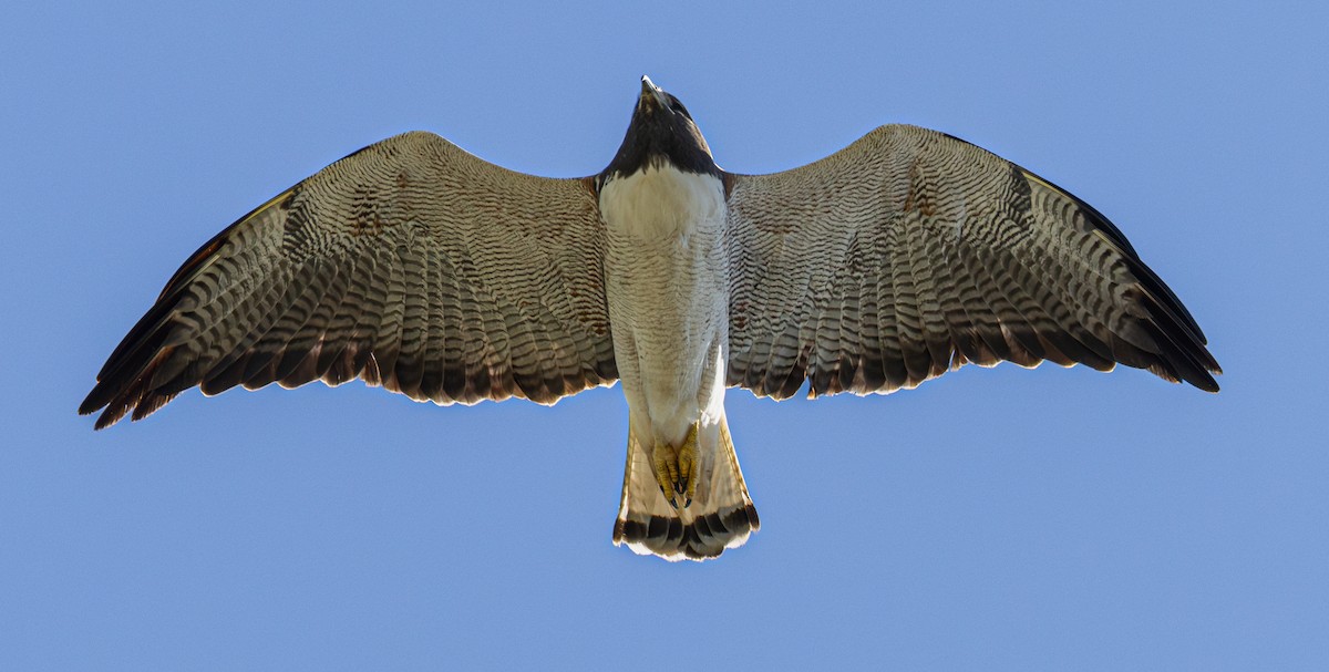 White-tailed Hawk - Michael Henry