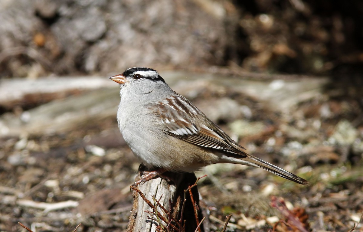White-crowned Sparrow - ML618038282