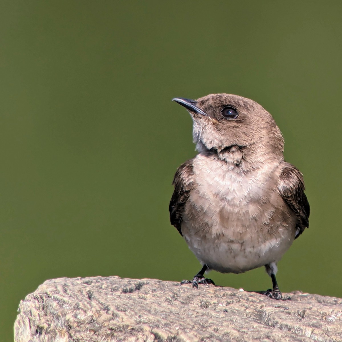 Northern Rough-winged Swallow - ML618038320