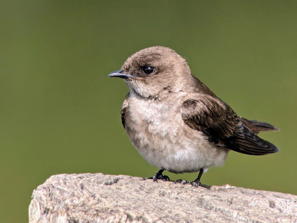 Northern Rough-winged Swallow - ML618038321